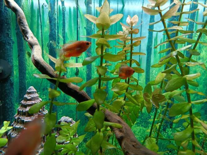 Photographie du post de Fish59 