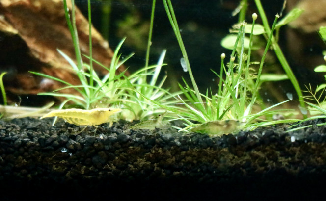 neocaridina yellow et green jade 