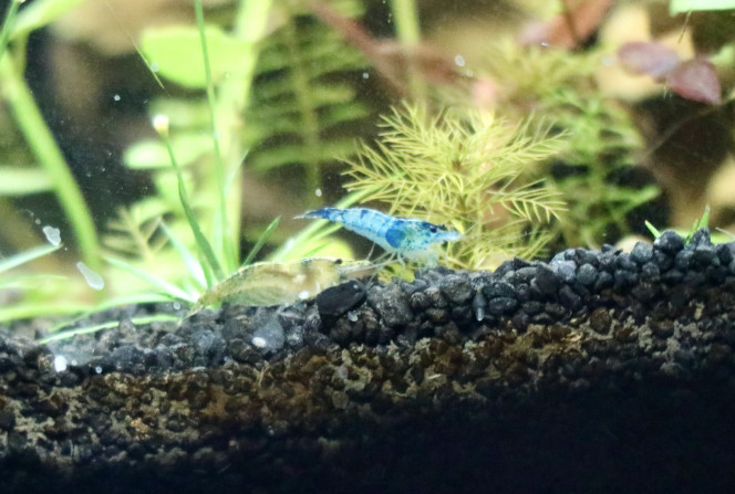 blue velvet et green jade 