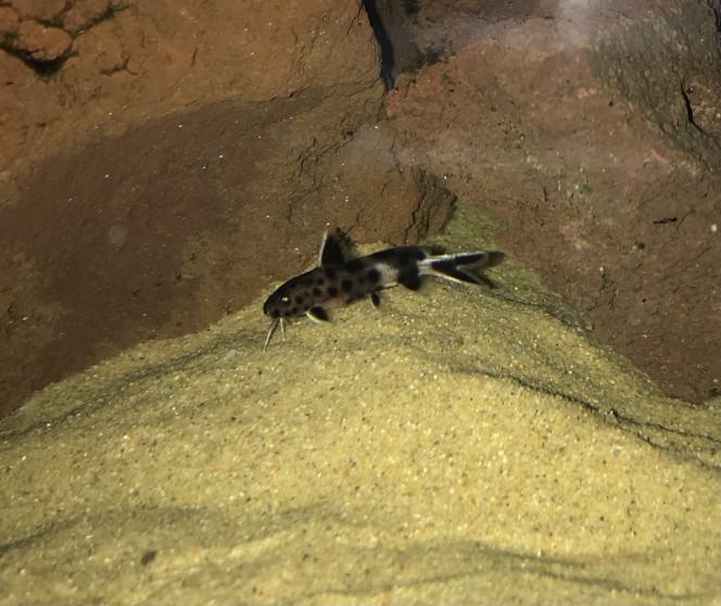 synodontis lucipinnis 
