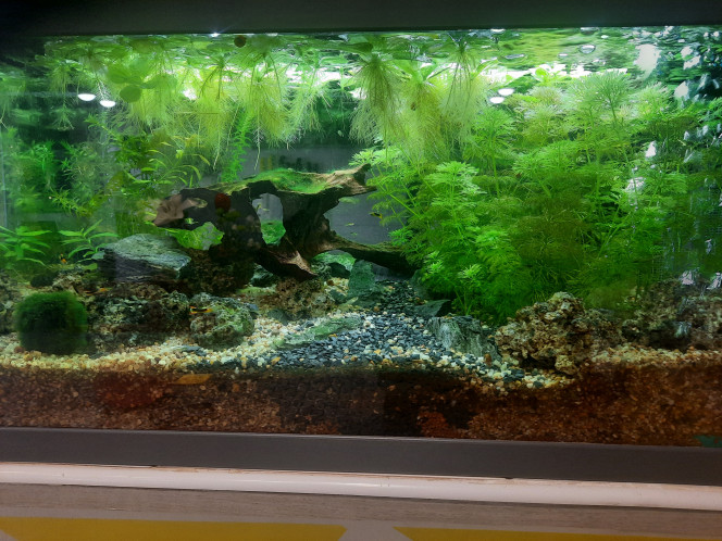 Photographie du post de Pleco 
