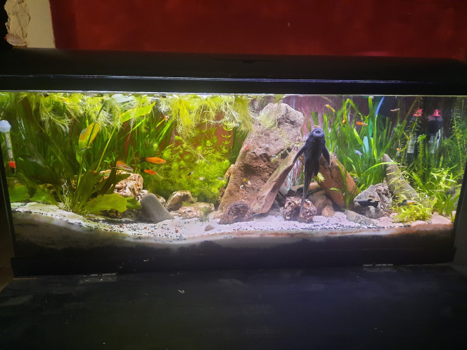Photographie du post de Pleco 