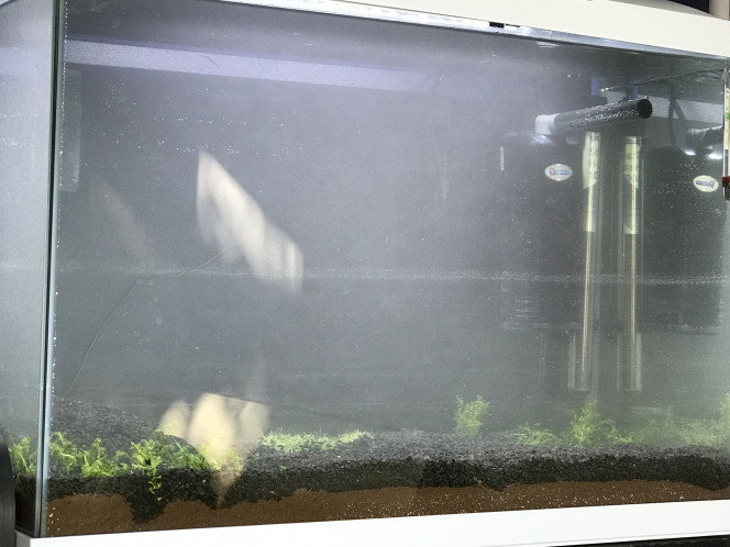 Avancée Voice ce que ça donne, certaines des plantes vont faire plusieurs centimètres, j’ai prévu d’acheter d’autre truc pour compléter le bac parce qu’il fait vide, vous me conseillez quoi?