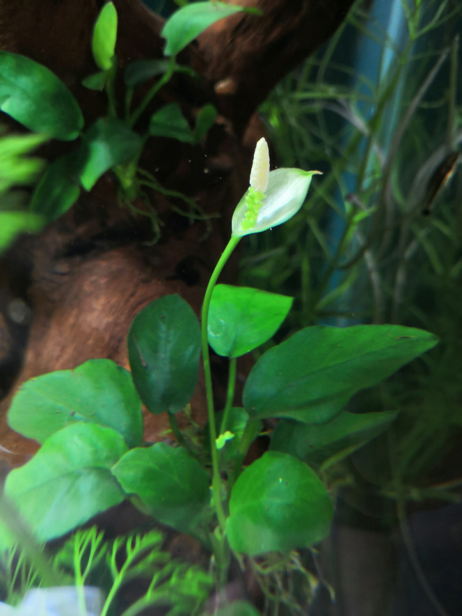 Ça sent le printemps 1ere fleur de l'aquarium. Anubia nana