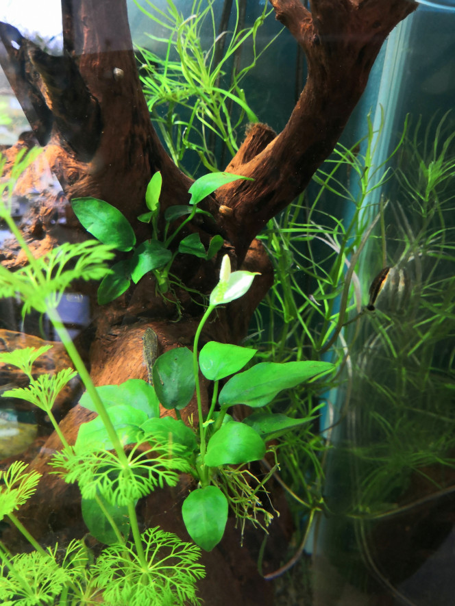 Ça sent le printemps 1ere fleur de l'aquarium. Anubia nana