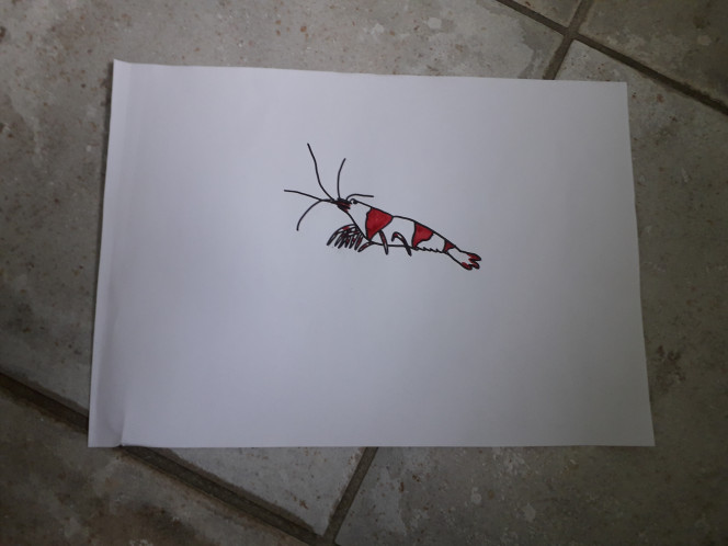 Photographie du post de Totopleco 