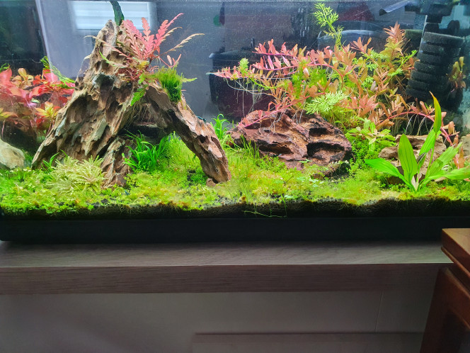  Enfin avec ses crevettes, j'attend de régler le pb des filamenteuses pour virer la forêt à droite et la remplacer par une racine avec mousses et anubias.