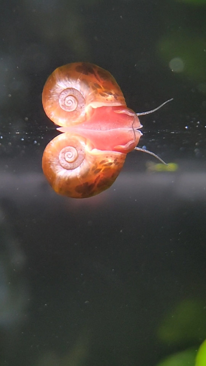 Photographie du post de MarleneMLX 