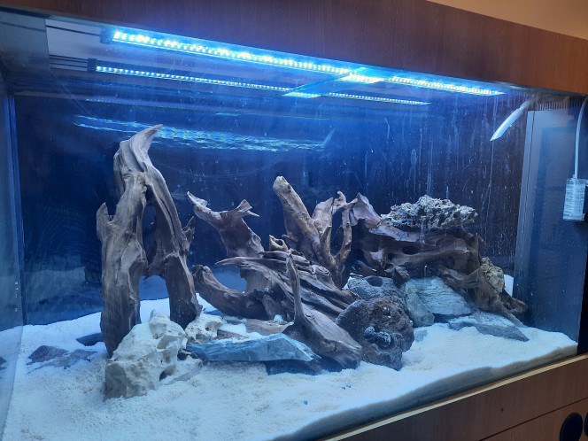 Photographie du post de Pleco 