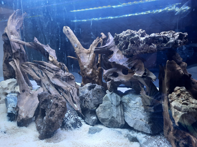 Photographie du post de Pleco 