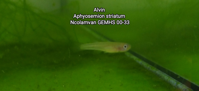 Alvin Aphyosemion striatum Ncolamvan GEMHS 00-33 Photos de la deuxième femelle après le décès de la première