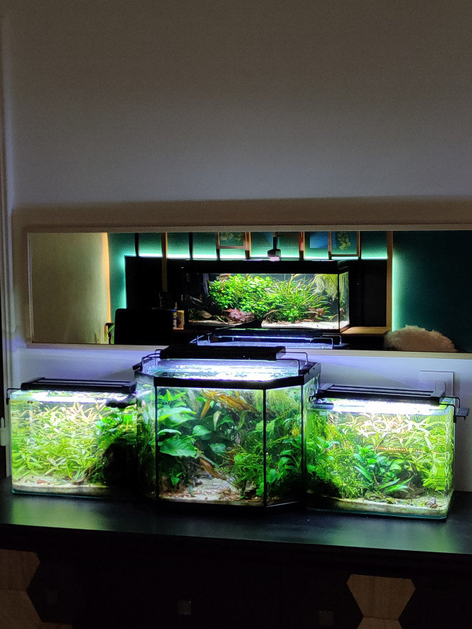 Miroir mon beau miroir Quelle réflexion as-tu sur cet aquarium ?