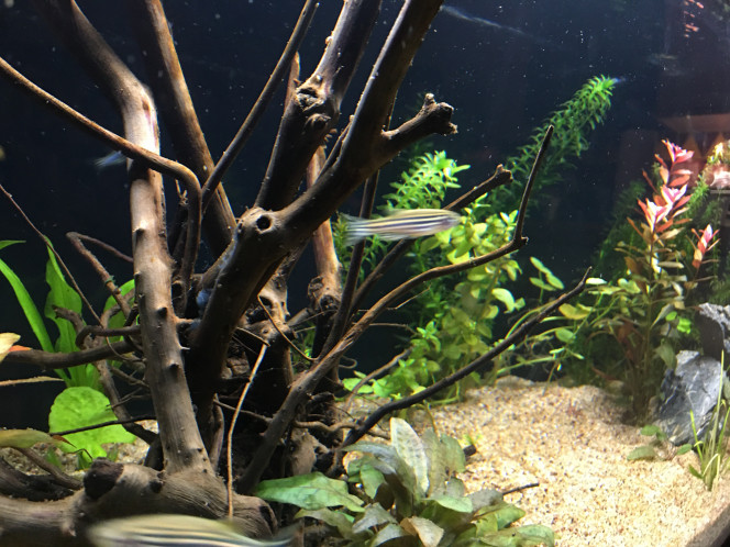 1ers pensionnaires Un groupe de 10 Danio Riero vient d’être introduit dans l’aquarium.
Ils sont hyper speed et peureux ! J’ai observé 10 minutes et coupé la lumière ils se sont jetés contre les vitres !
Bref j’espère que c’est juste le stress du transport et nouvel environnement.
Les paramètres sont ok, nitrites sous le seuil minimum des tests (couleur même encore plus claire), ils sont pas montés même plusieurs jours après introduction de nourriture…

Sinon je m’étais habitué à l’aquarium avec seulement des plantes, ça fait bizarre de voir des poissons dedans ?