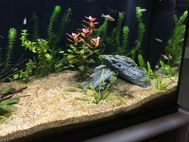 1ers pensionnaires Un groupe de 10 Danio Riero vient d’être introduit dans l’aquarium.
Ils sont hyper speed et peureux ! J’ai observé 10 minutes et coupé la lumière ils se sont jetés contre les vitres !
Bref j’espère que c’est juste le stress du transport et nouvel environnement.
Les paramètres sont ok, nitrites sous le seuil minimum des tests (couleur même encore plus claire), ils sont pas montés même plusieurs jours après introduction de nourriture…

Sinon je m’étais habitué à l’aquarium avec seulement des plantes, ça fait bizarre de voir des poissons dedans ?