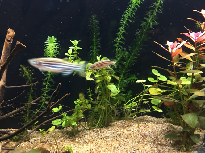 1ers pensionnaires Un groupe de 10 Danio Riero vient d’être introduit dans l’aquarium.
Ils sont hyper speed et peureux ! J’ai observé 10 minutes et coupé la lumière ils se sont jetés contre les vitres !
Bref j’espère que c’est juste le stress du transport et nouvel environnement.
Les paramètres sont ok, nitrites sous le seuil minimum des tests (couleur même encore plus claire), ils sont pas montés même plusieurs jours après introduction de nourriture…

Sinon je m’étais habitué à l’aquarium avec seulement des plantes, ça fait bizarre de voir des poissons dedans ?