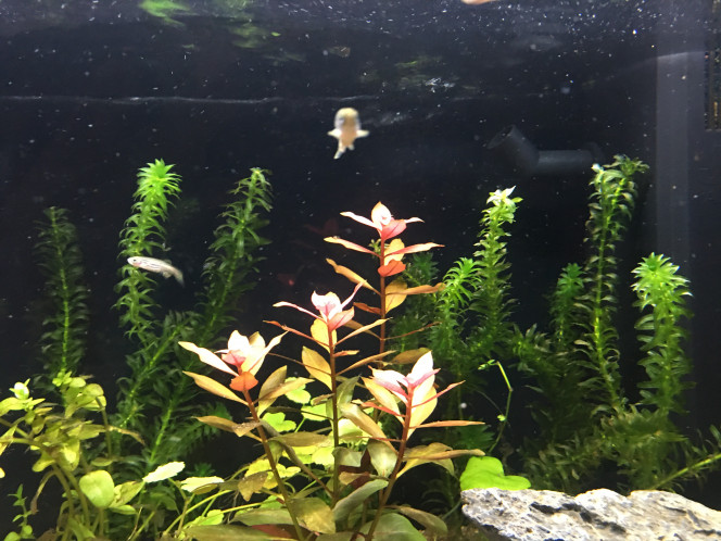 1ers pensionnaires Un groupe de 10 Danio Riero vient d’être introduit dans l’aquarium.
Ils sont hyper speed et peureux ! J’ai observé 10 minutes et coupé la lumière ils se sont jetés contre les vitres !
Bref j’espère que c’est juste le stress du transport et nouvel environnement.
Les paramètres sont ok, nitrites sous le seuil minimum des tests (couleur même encore plus claire), ils sont pas montés même plusieurs jours après introduction de nourriture…

Sinon je m’étais habitué à l’aquarium avec seulement des plantes, ça fait bizarre de voir des poissons dedans ?