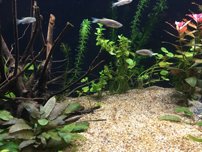 1ers pensionnaires Un groupe de 10 Danio Riero vient d’être introduit dans l’aquarium.
Ils sont hyper speed et peureux ! J’ai observé 10 minutes et coupé la lumière ils se sont jetés contre les vitres !
Bref j’espère que c’est juste le stress du transport et nouvel environnement.
Les paramètres sont ok, nitrites sous le seuil minimum des tests (couleur même encore plus claire), ils sont pas montés même plusieurs jours après introduction de nourriture…

Sinon je m’étais habitué à l’aquarium avec seulement des plantes, ça fait bizarre de voir des poissons dedans ?