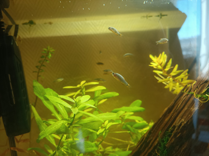 Microrasboras Galaxy Bon j'en ai douze, après plusieurs recherches, oui il y a des différences d'informations selon les sites : peut convenir à un 30L, ou bien : au moins 60L voir 80L, avec 60cm de façade... En animalerie ils ne se démontent pas : vous avez un 30L ? Les danio galaxy vont bien dans ce volume... 
J'ai pas envie qu'ils se sentent trop brimés dans ce volume donc j'ai bien "peur" de devoir investir dans un 3eme aquarium de 60L (oh flûte... Oh non....... Oh yeah ?)
Vous pouvez me dire pour ceux qui en possèdent dans quel litrage vous les faites évoluer, depuis combien de temps et à quoi vous voyez qu'ils sont "heureux" ? ☺️