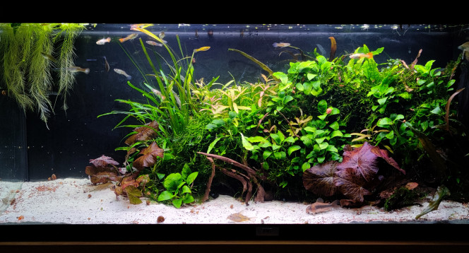 Grosse Session de jardinage Les cryptocorynes avaient envahi la place les anubias avaient pris également un peu d'aise. Rajout de quelques polysperma venant des nanos en espérant qu'ils gardent une petit touche rose dans ce bac-ci