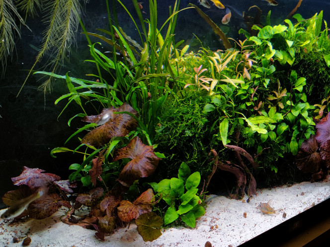 Grosse Session de jardinage Les cryptocorynes avaient envahi la place les anubias avaient pris également un peu d'aise. Rajout de quelques polysperma venant des nanos en espérant qu'ils gardent une petit touche rose dans ce bac-ci