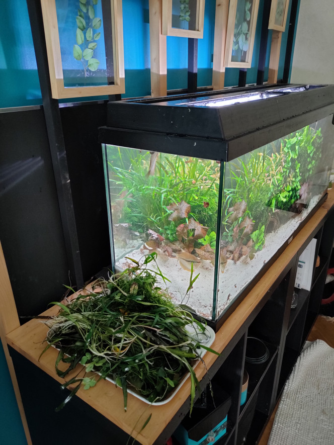 Grosse Session de jardinage Les cryptocorynes avaient envahi la place les anubias avaient pris également un peu d'aise. Rajout de quelques polysperma venant des nanos en espérant qu'ils gardent une petit touche rose dans ce bac-ci