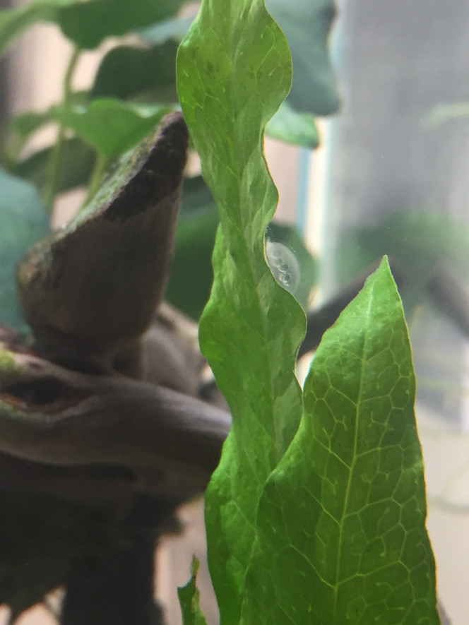 Photographie du post de Poisson123 