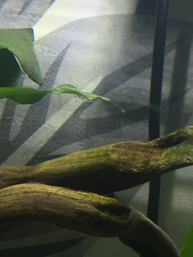 Photographie du post de Poisson123 