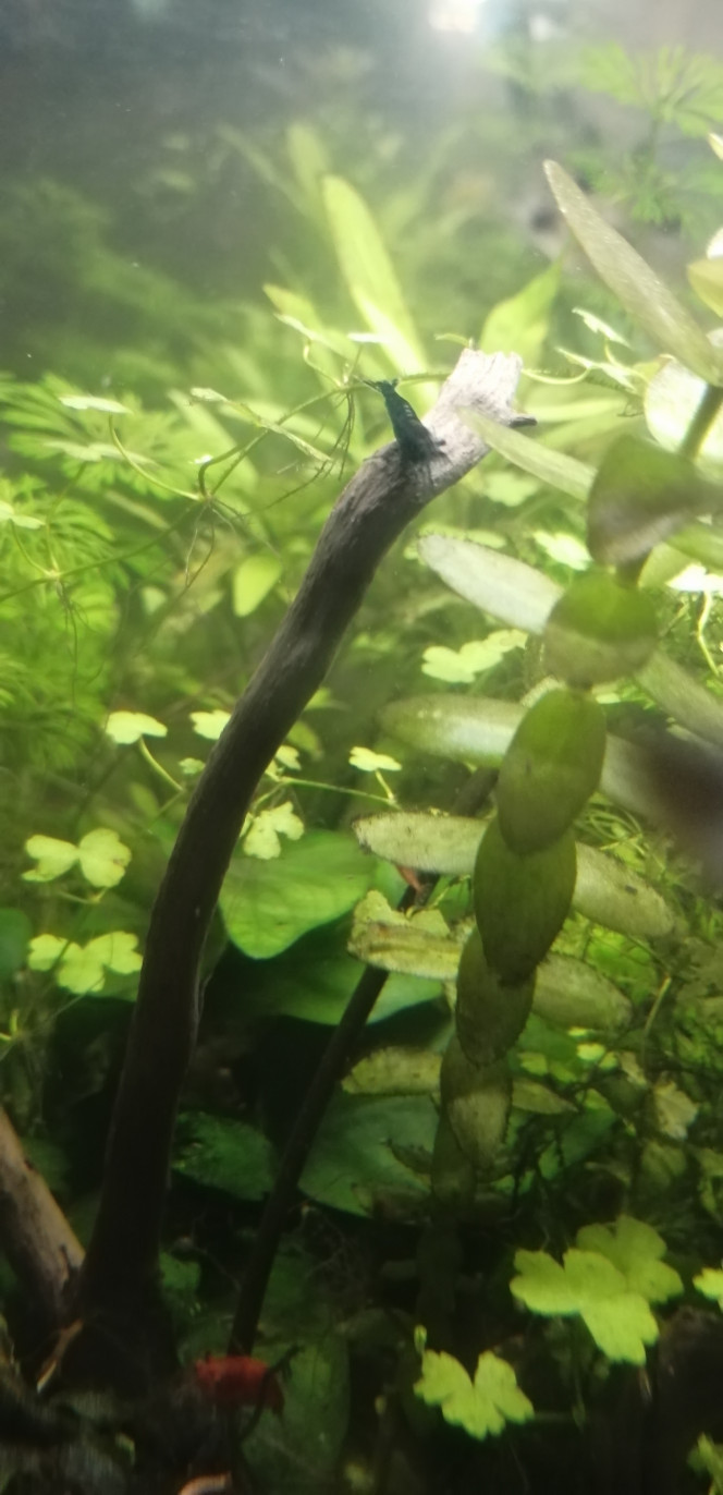 Photographie du post de Aquagarden83 