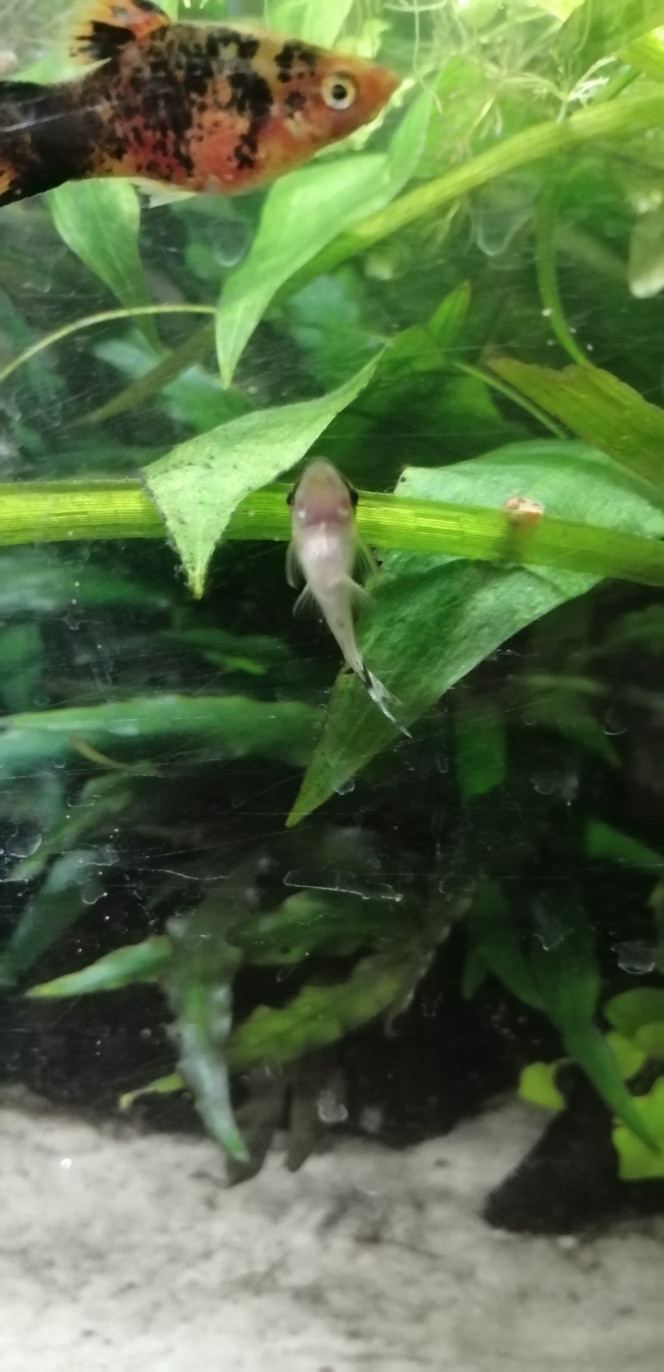 Photographie du post de Aquagarden83 