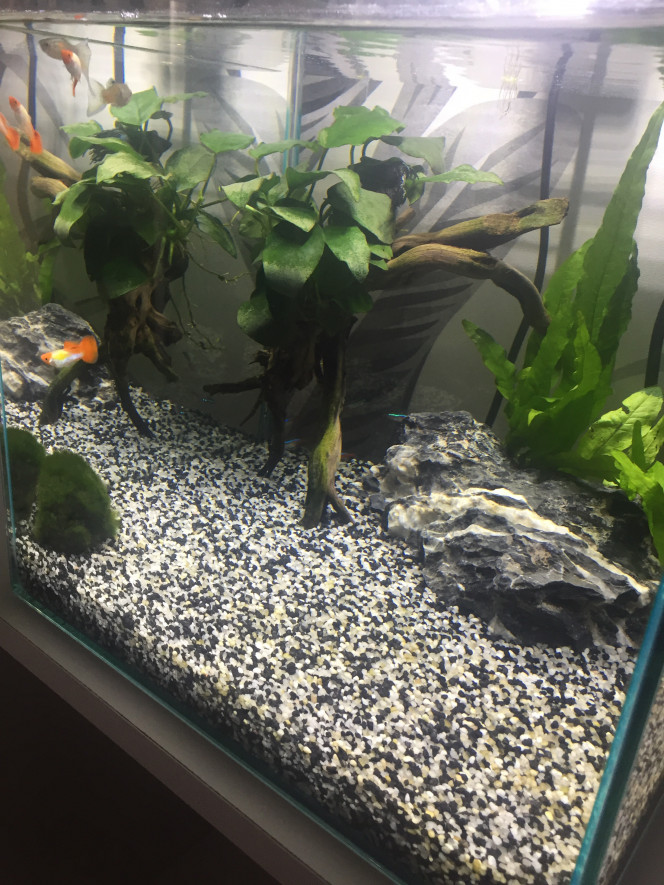Photographie du post de Poisson123 