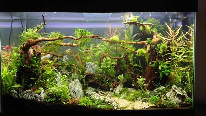 IBornéo j+19. Introduction de la faune Introduction des poissons
3 colisa lalia (1M, 2F)
11 rasbora arlequin
4 otocinclus affinis
80 crevettes neocaridina davidi bleu velvet