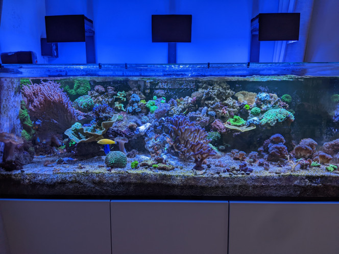 Petite réorganisation Le gros Sarcoph à laissé place à une Cataphyllia, une Ancora et une Glaberescens