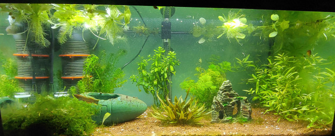Bac 60L (Fundulopanchax nigerianus) 