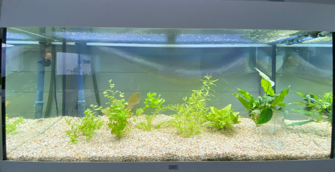 Changement et test suite à une déco et une racine qui n'était pas belle, changement de déco (pierres + racine ) avec nouvelles plantes
