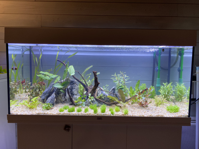 Nouvelles plantes 