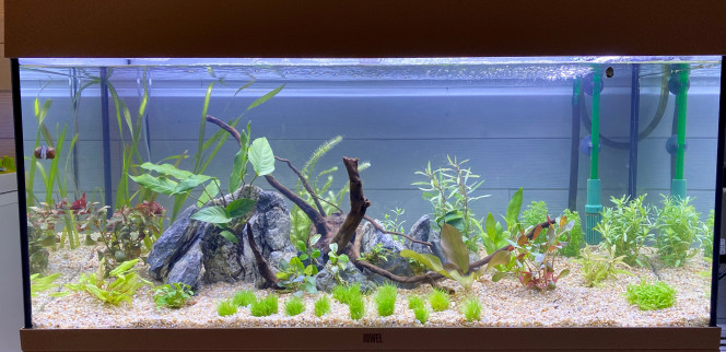 Nouvelles plantes 