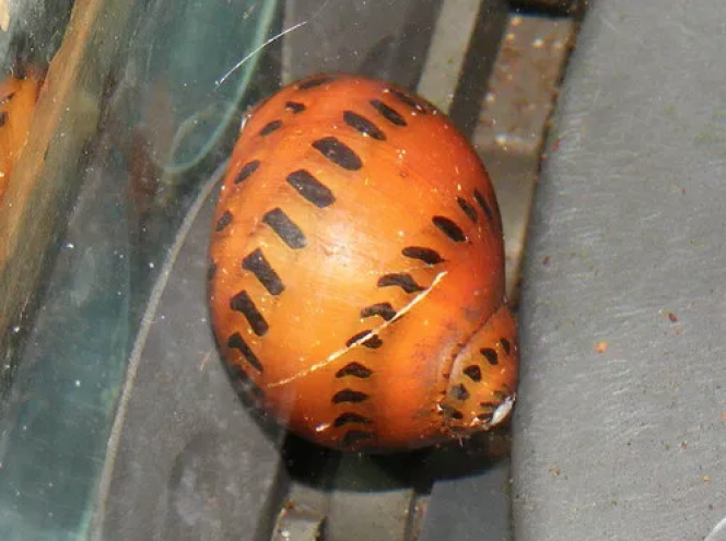 Ajout 1 Neretina Leopardi 