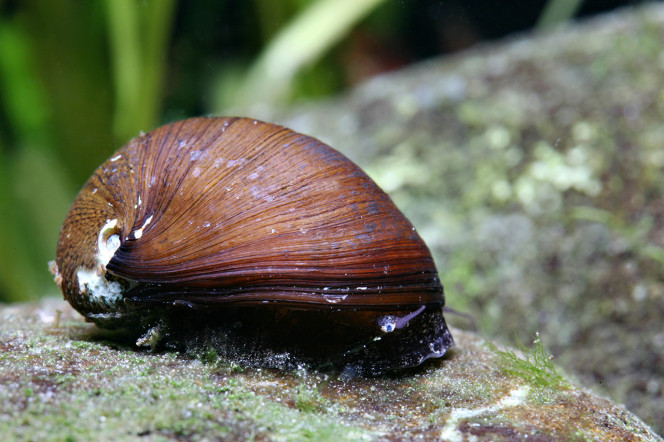 Ajout 1 Neretina Pulligera 