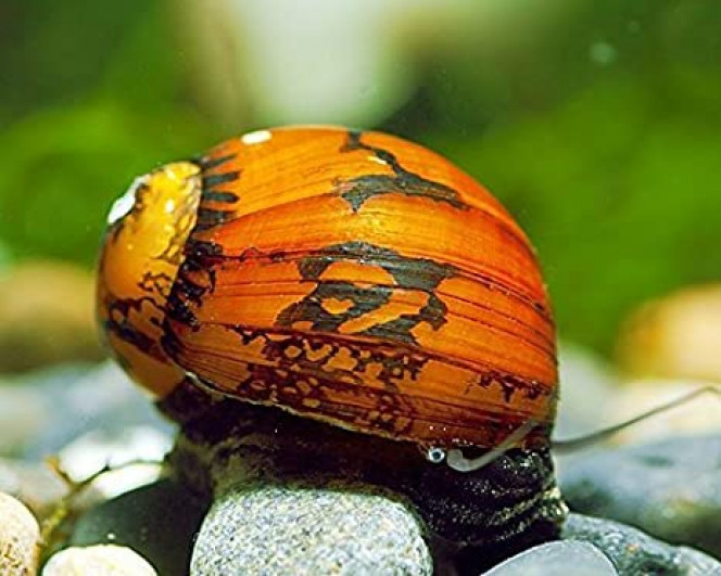 Ajout 1 Neretina SP Batik 
