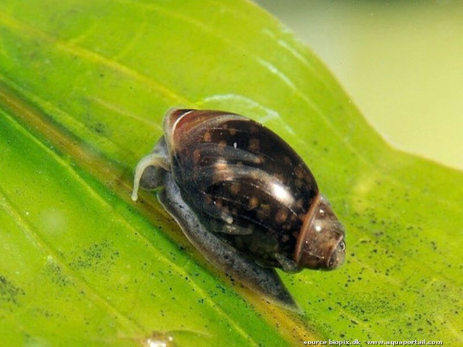 Apparition escargot PHYSE petite nouveauté dans le bac !