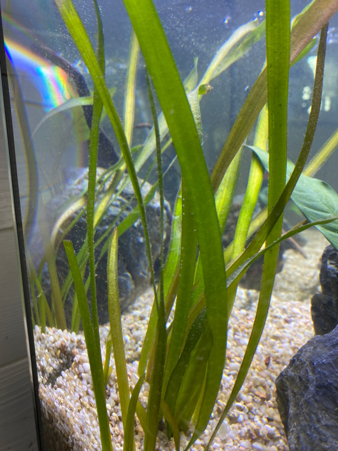 Ajout 1 VALLISNERIA CAULESCENS 