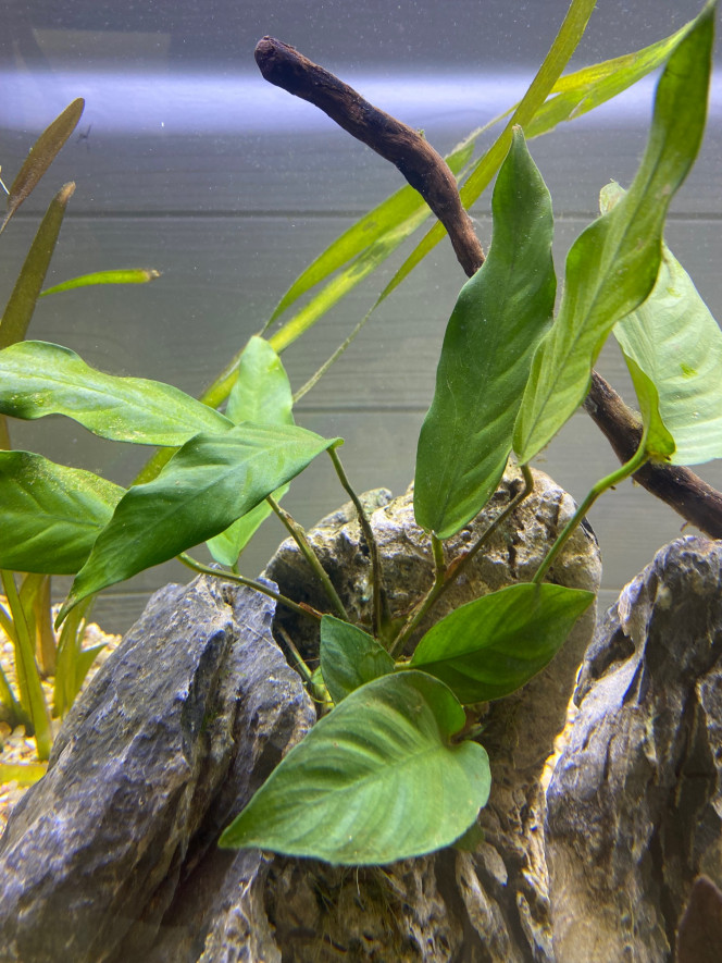 Ajout 3 ANUBIAS BARTERI 