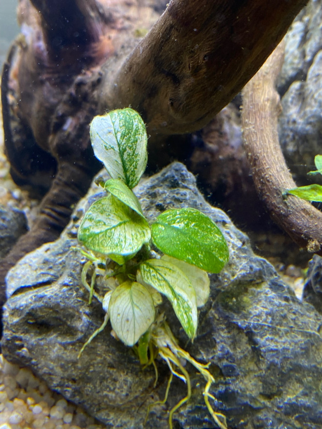 Ajout 2 ANUBIAS NANA PINTO 