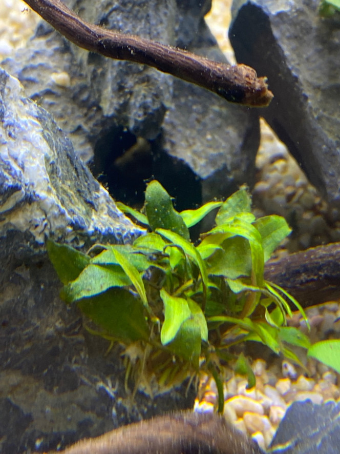 Ajout 2 ANUBIAS NANA PANGOLINO 