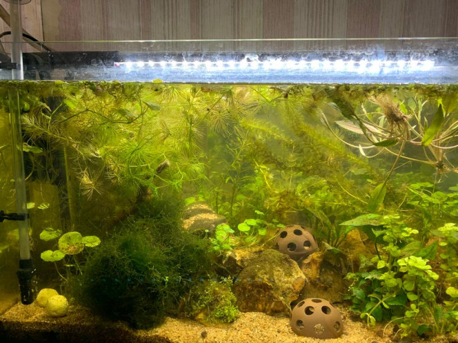 60 litres 04/03/2022 avant l'arrivée des écrevisses