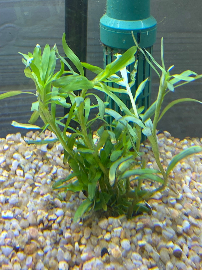Ajout 1 HETERANTHERA ZOSTERIFOLIA 