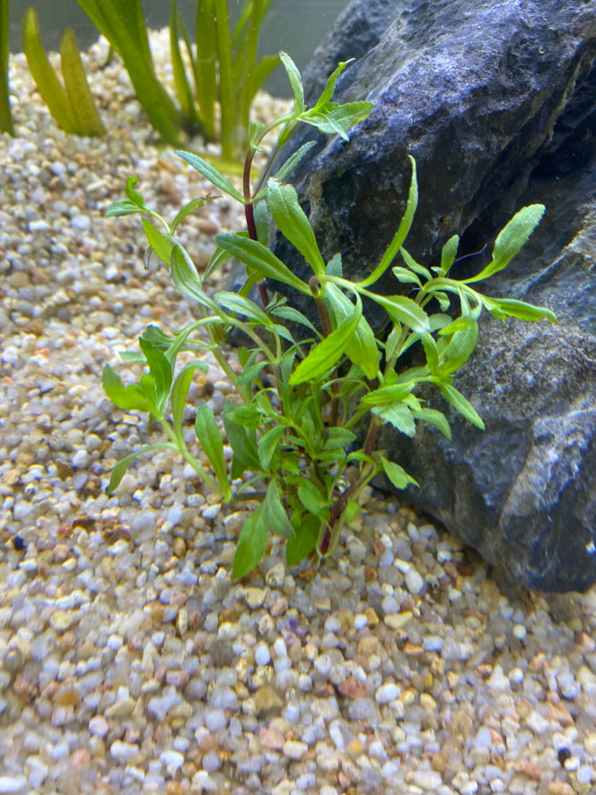 Ajout 1 LIMNOPHILA HIPPURIDOIDES 