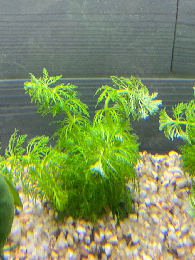 Ajout 1 LIMNOPHILA SESSILIFLORA 