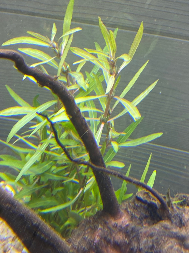 Ajout 1 HYGROPHILA SP LANCEA 