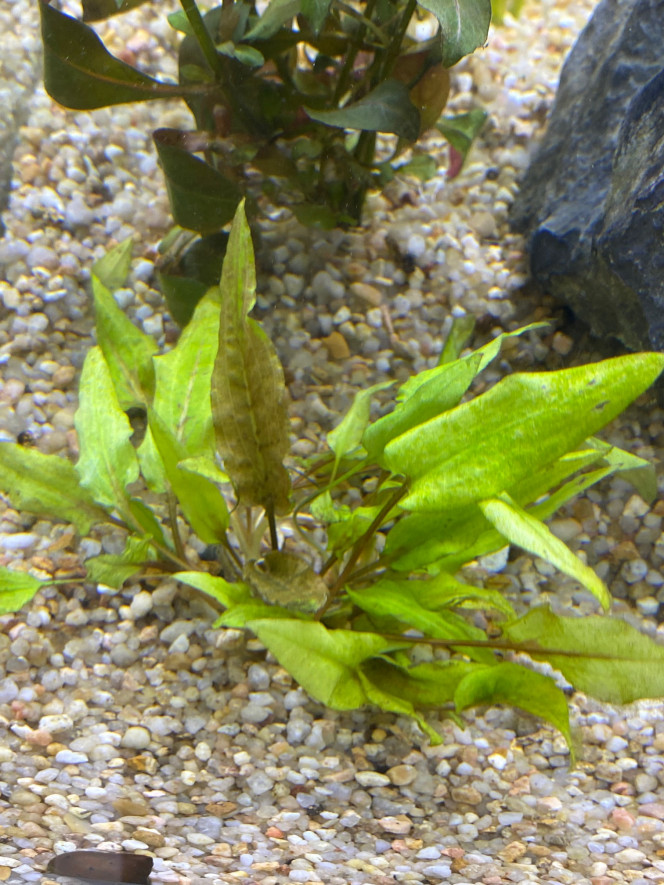 Ajout 1 CRYPTOCORYNE WENDTII GREEN 